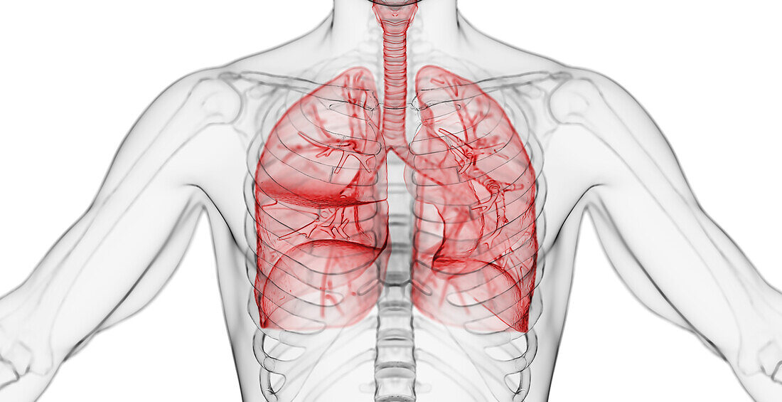 Male lower respiratory tract, illustration