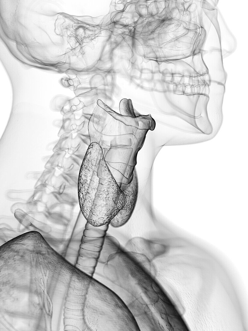 Throat anatomy, illustration