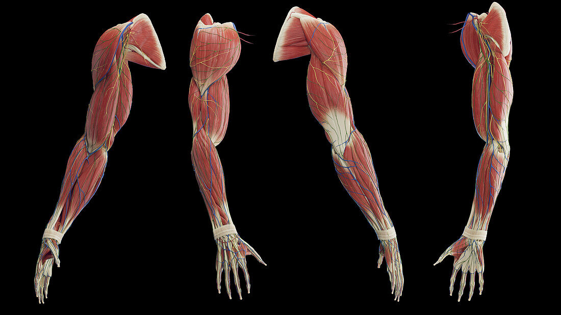 Male arm muscles, illustration