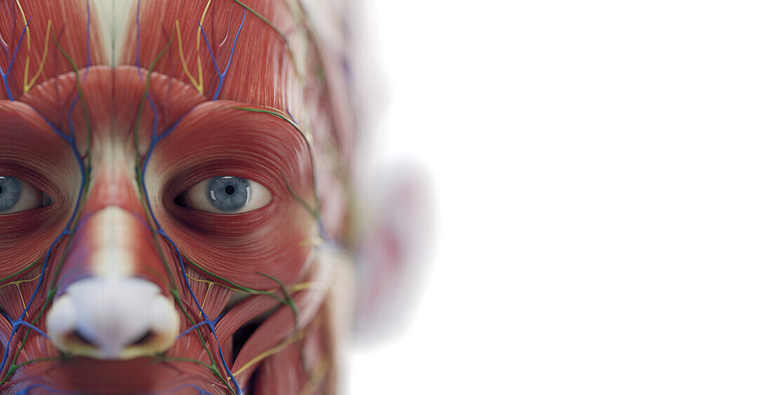 Male facial muscles, illustration