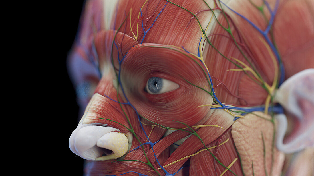 Male facial muscles, illustration