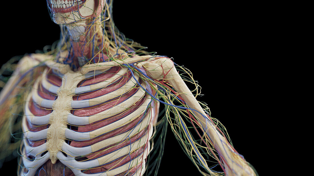 Male chest organs, illustration