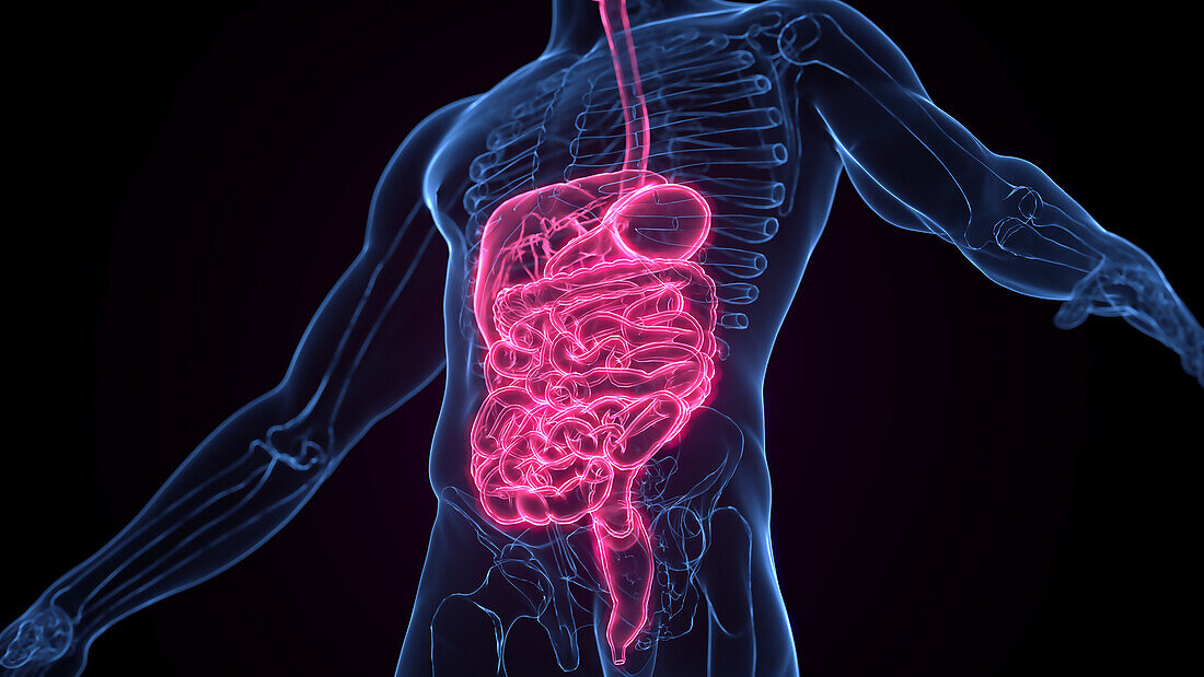 Male digestive system, illustration