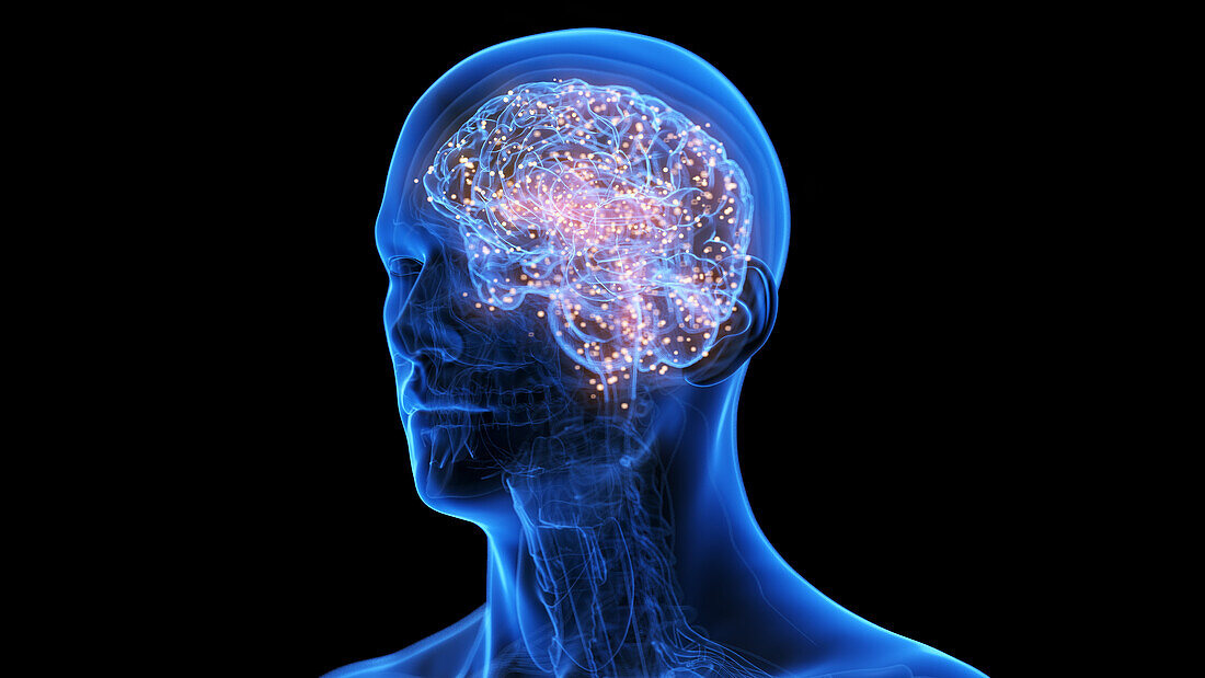 Active human brain, illustration