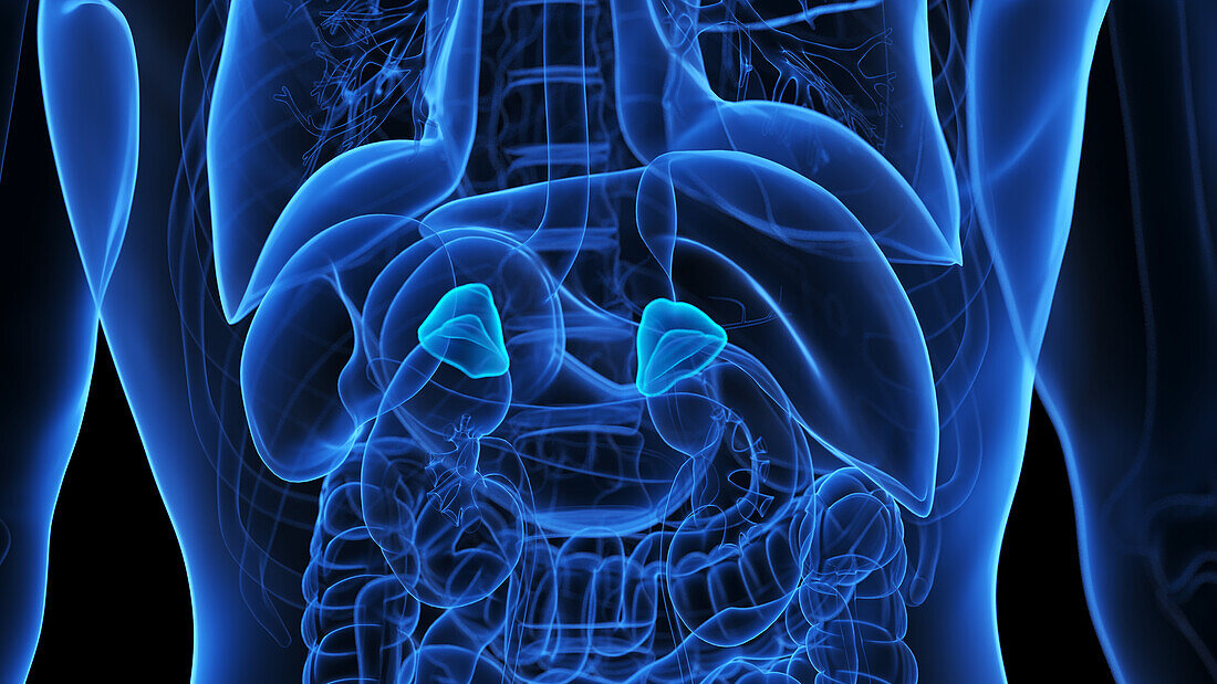 Adrenal glands, illustration