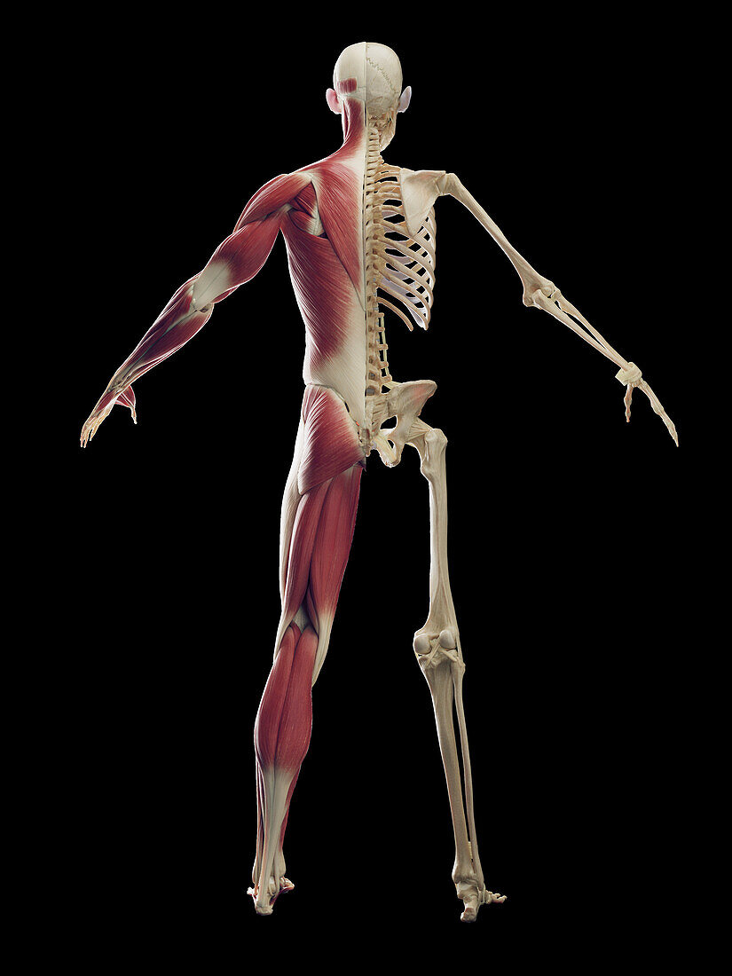 Male muscular and skeletal systems, illustration