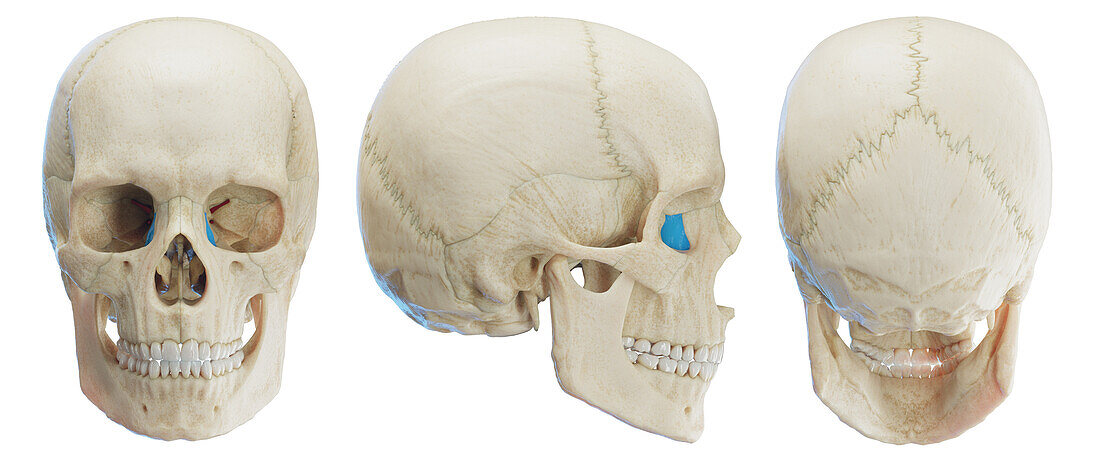 Lacrimal bone, illustration