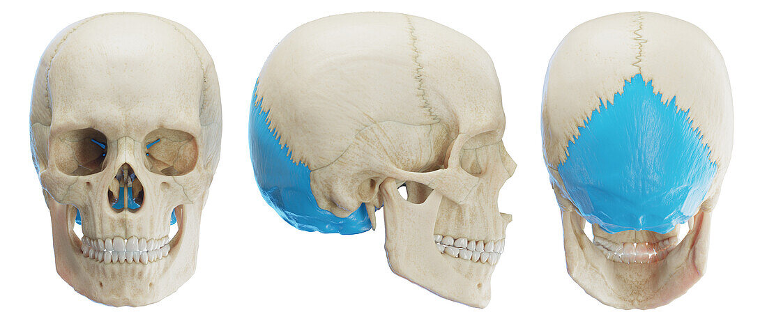 Occipital bone, illustration