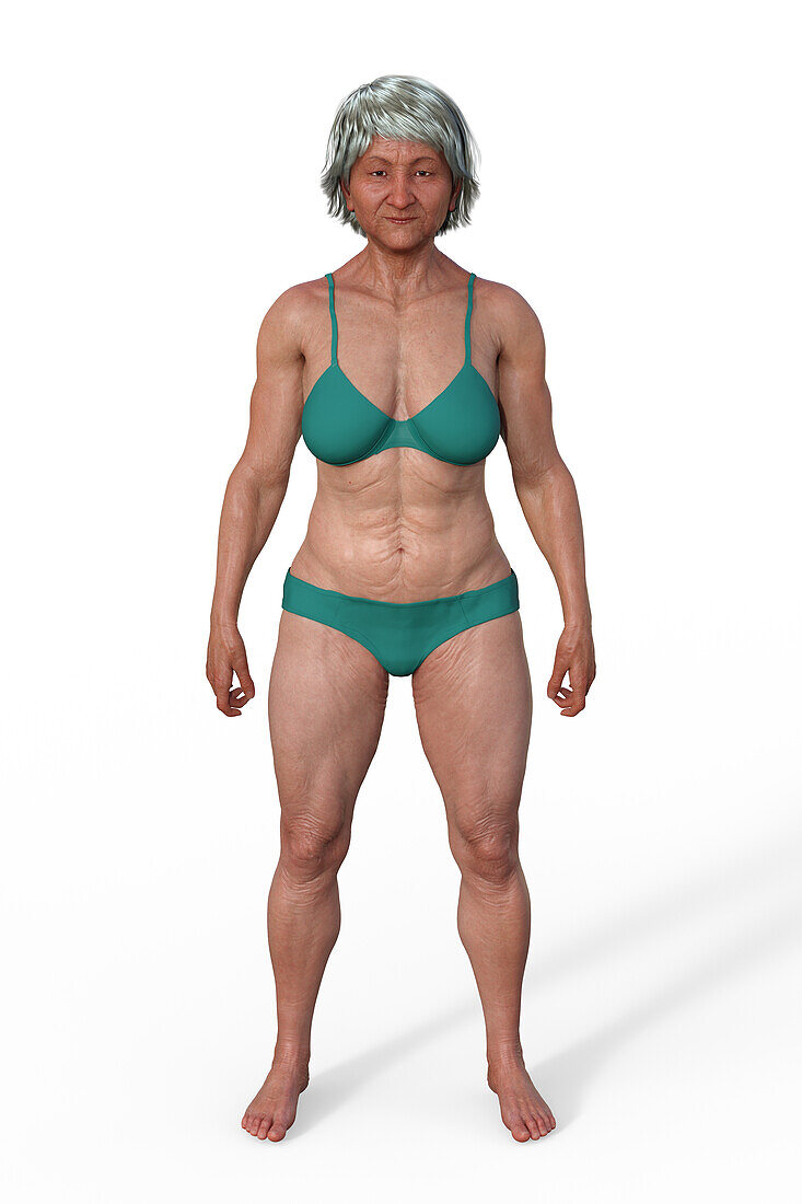 Female mesomorph body type, illustration