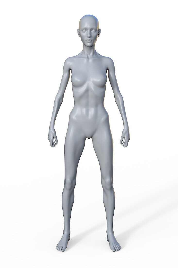 Female ectomorph body type, illustration
