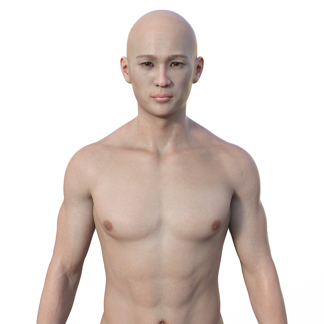 Male upper body, illustration