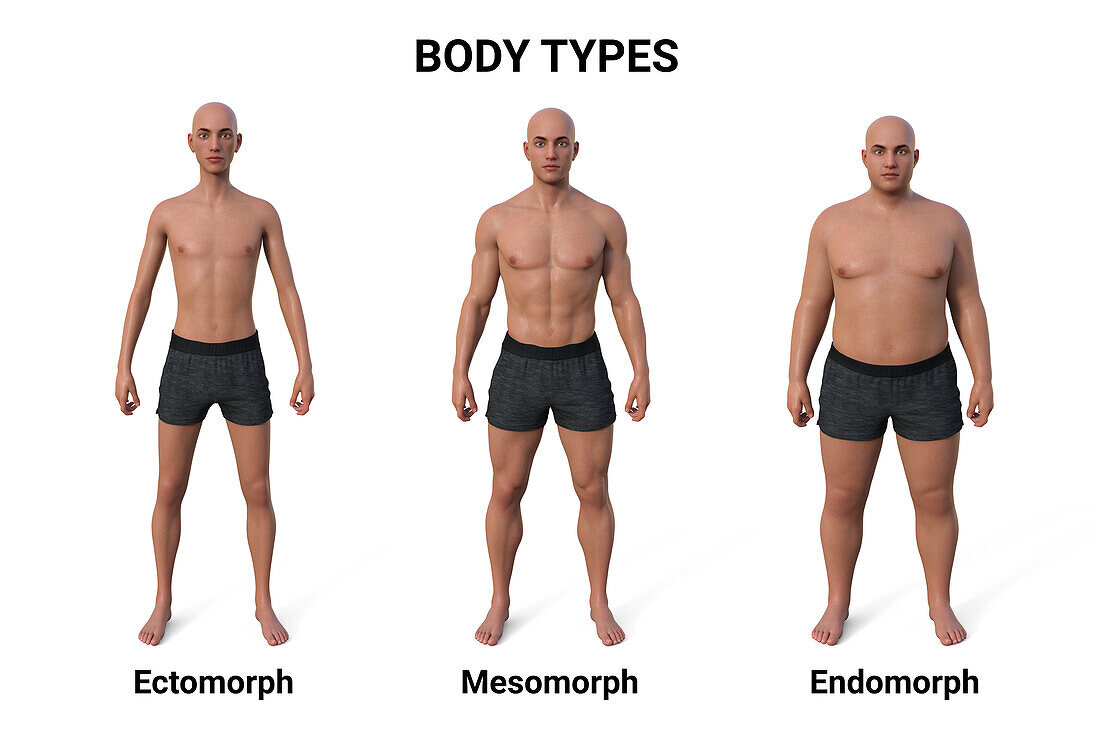 Male body types, illustration