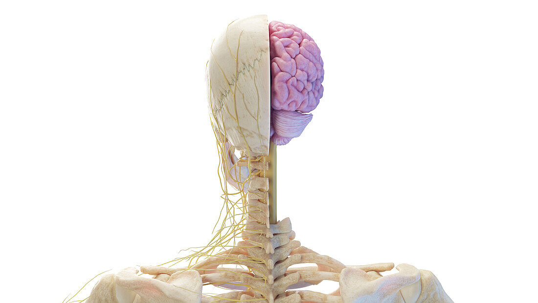 Skull and brain, illustration