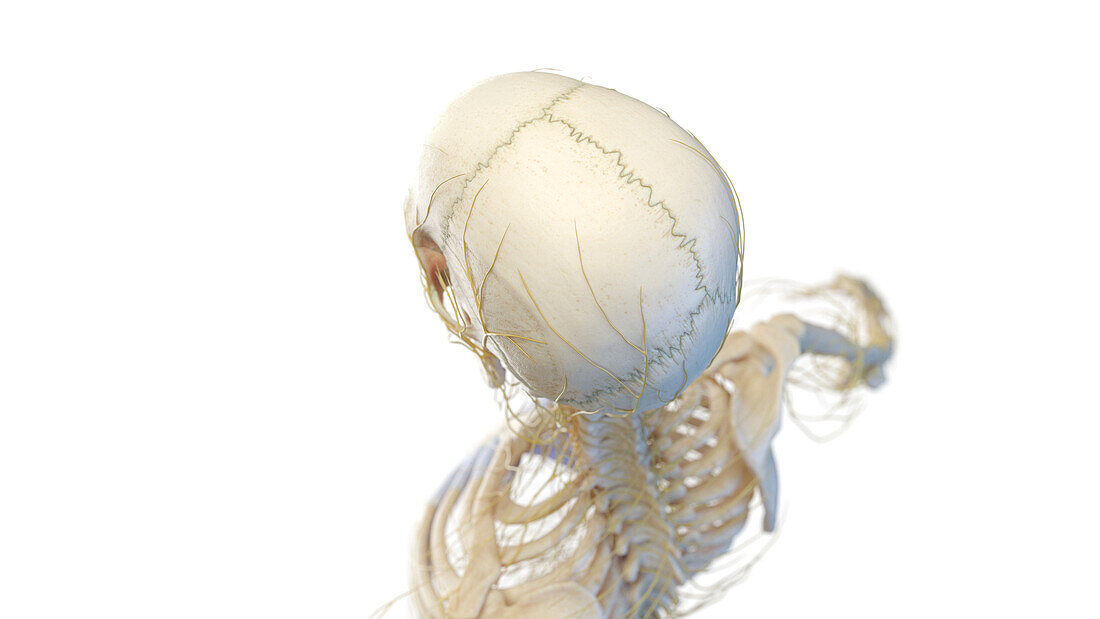Human skull and nerves, illustration