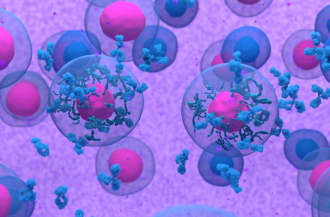 B cell secreting antibodies, illustration