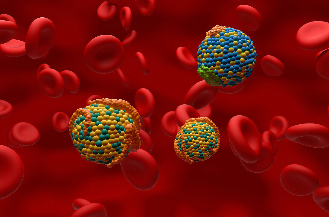 High and low density lipoproteins, illustration