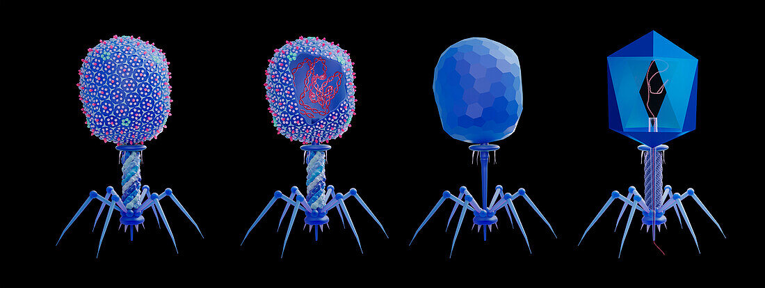 Bacteriophage T4 structure, illustration