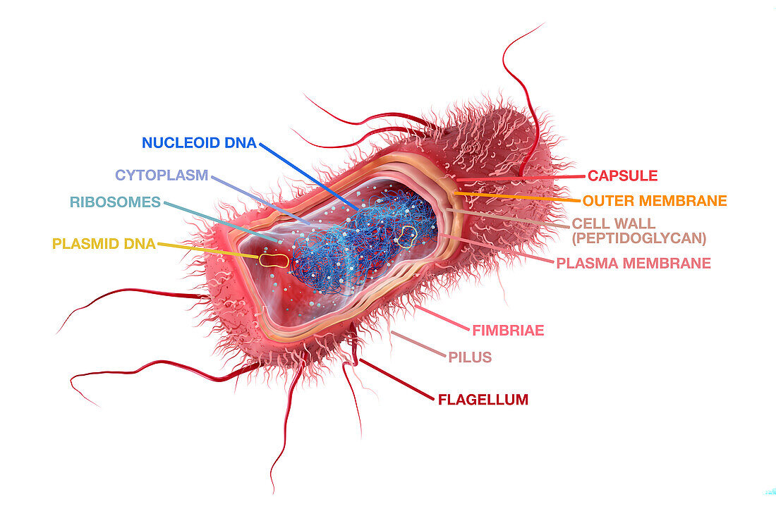 Escherichia coli anatomy, illustration