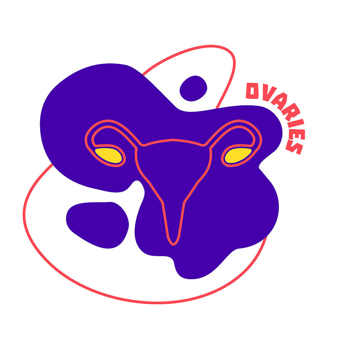 Female reproductive system, illustration