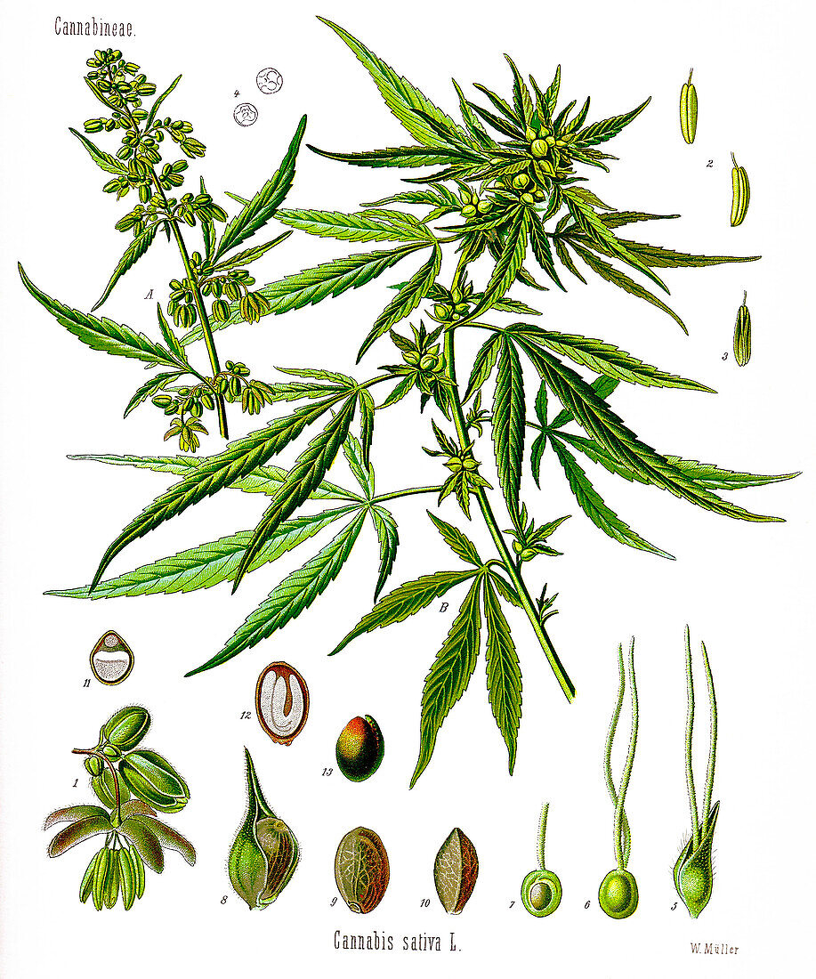 Cannabis sativa, illustration