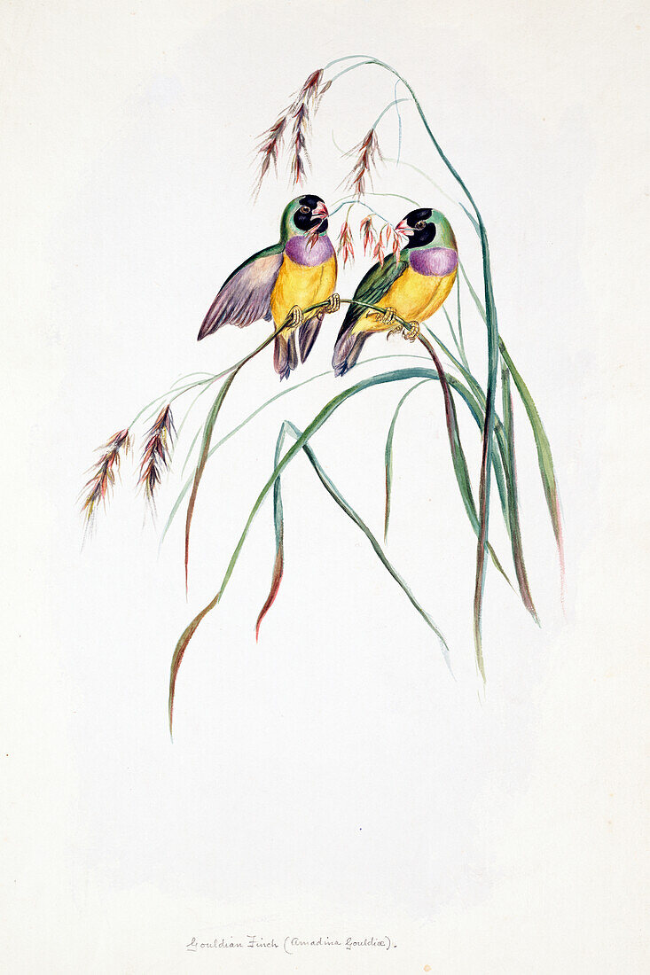 Gouldian finch, illustration