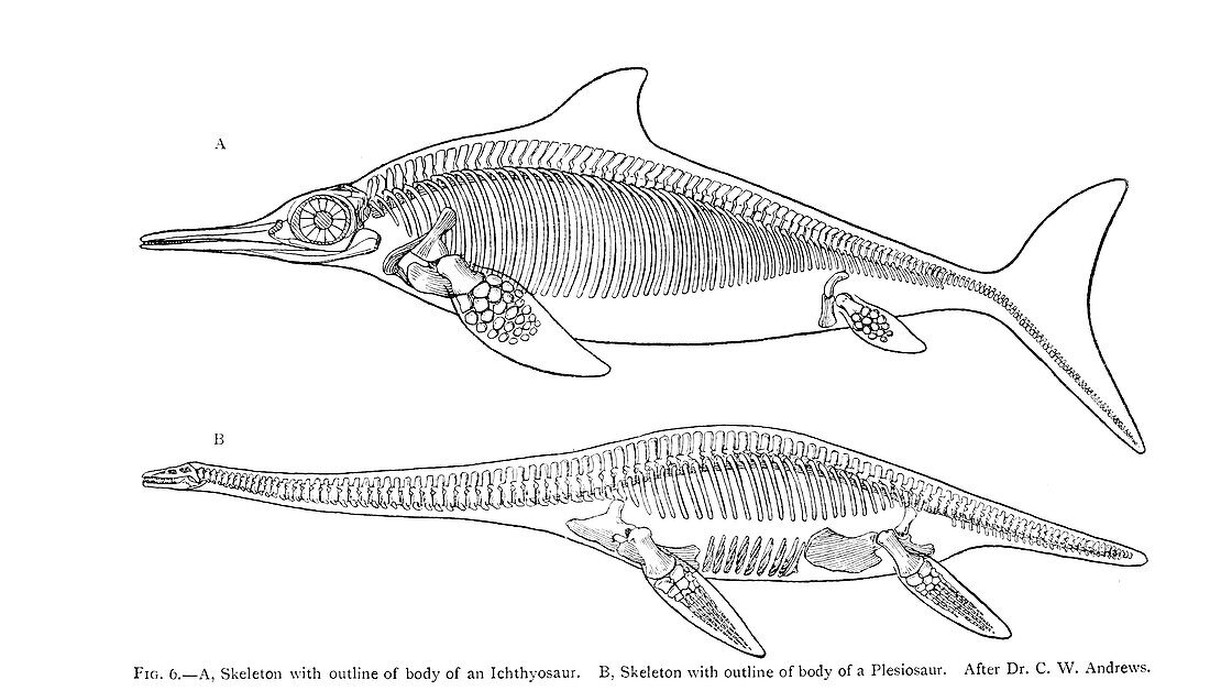 Ichthyosaur and Plesiosaur, illustration