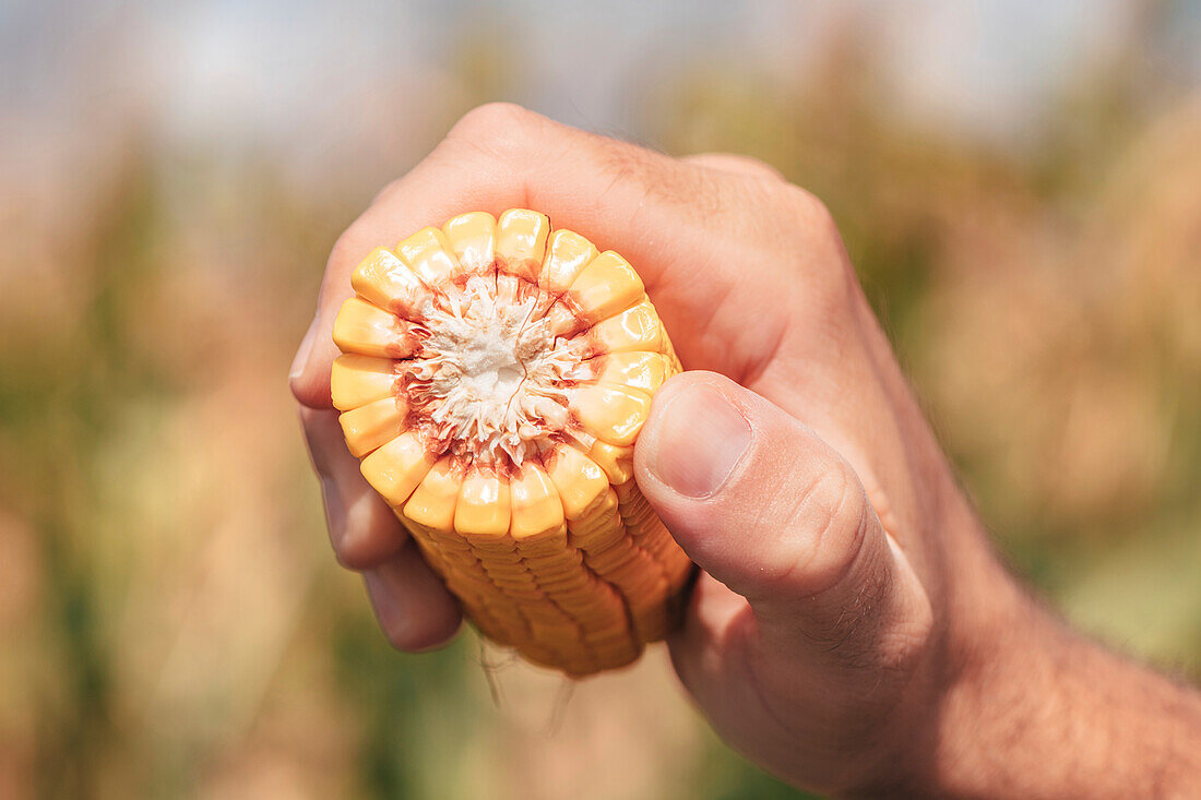 Hand holding corn on the cob