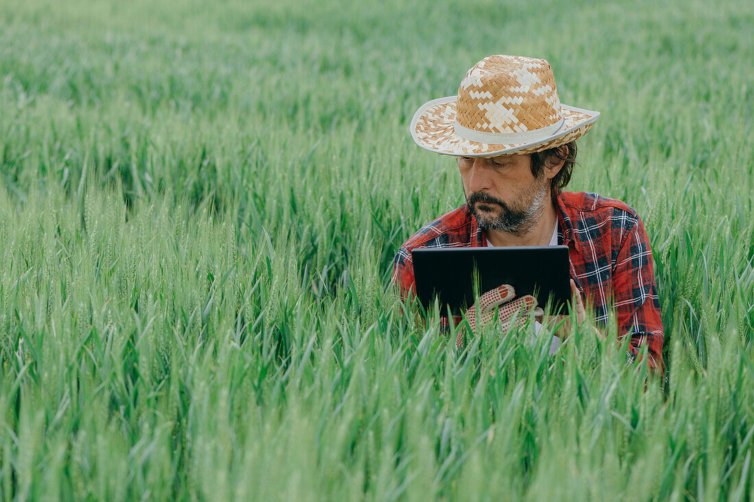 Farmer using tablet in wheat crop field