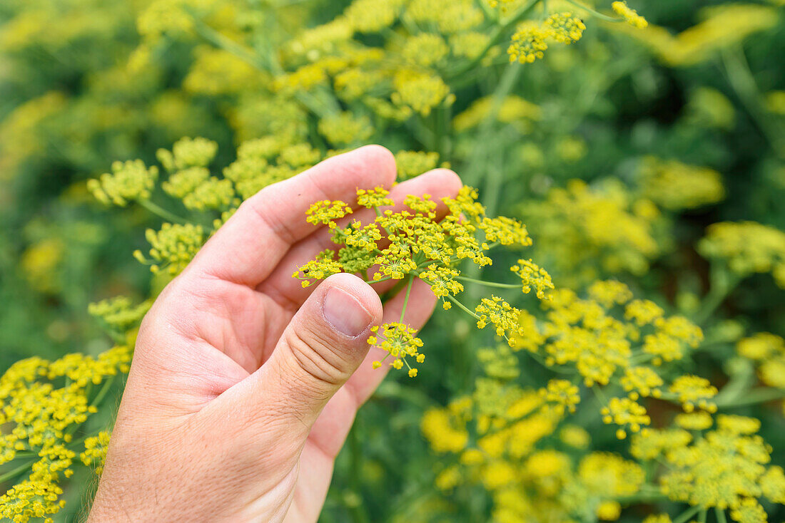 Hand examining parsnip (Pastinaca sativa) flowers