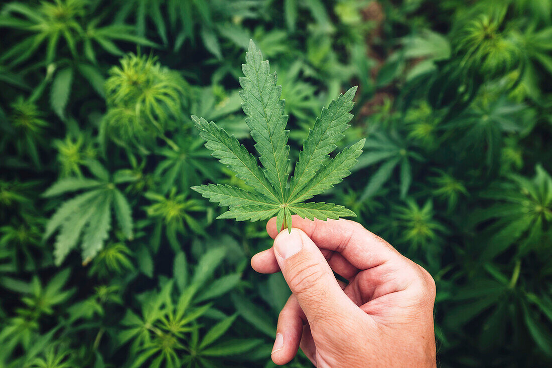 Person holding cannabis leaf