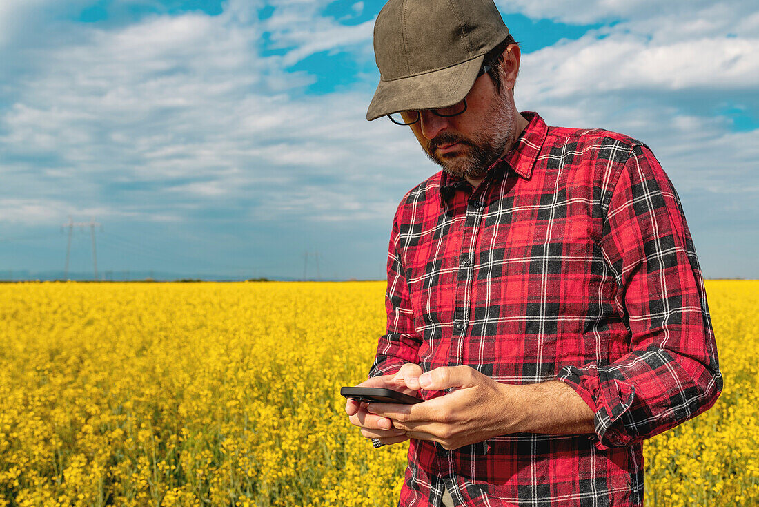 Farmer standing in rapeseed field using smartphone