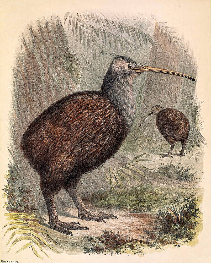 Kiwi, 19th century illustration