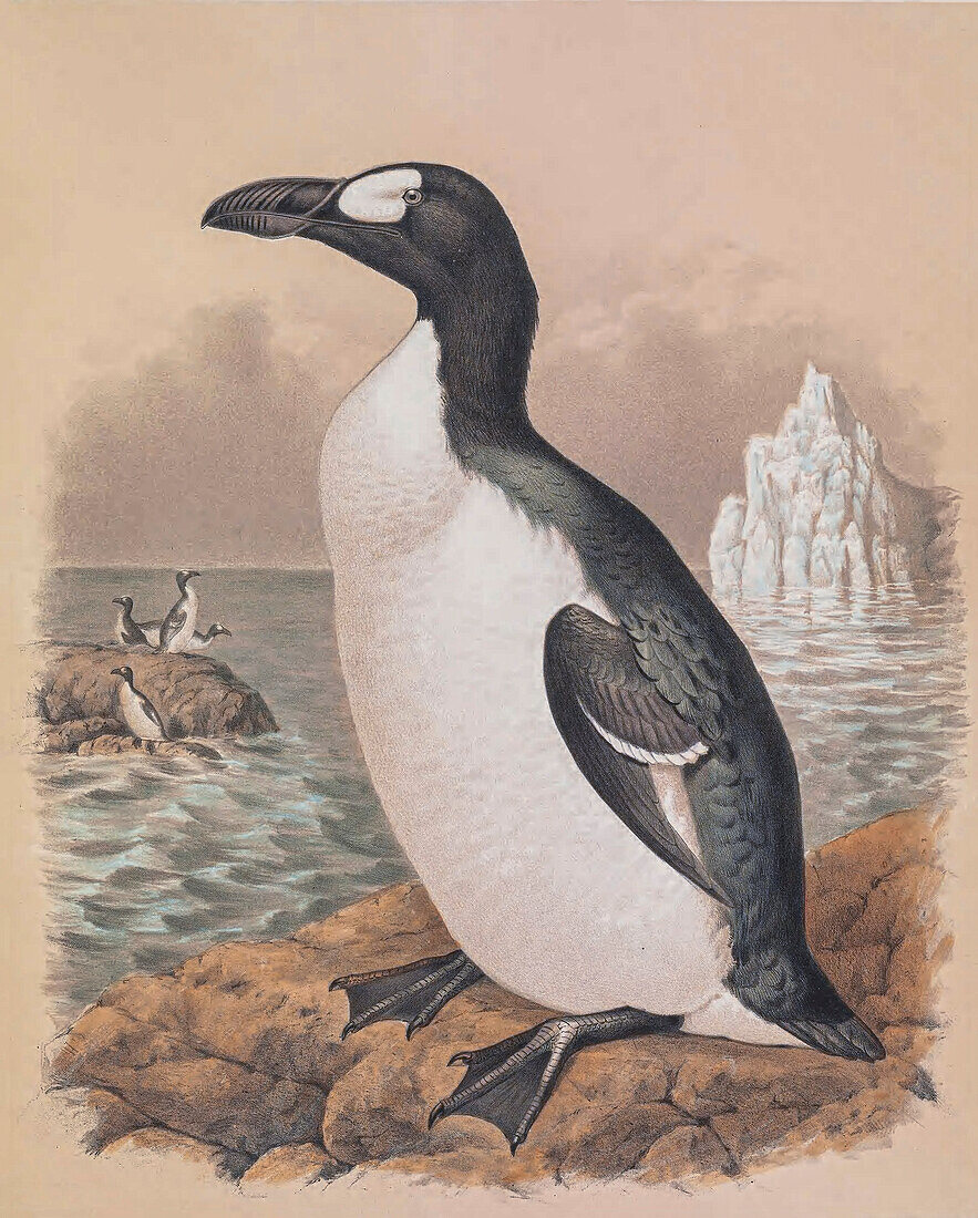 Great auk, 19th century illustration