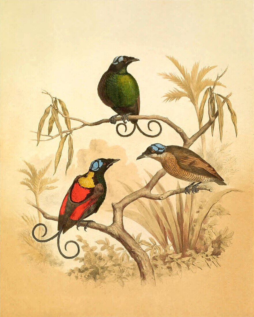 Wilson's bird-of-paradise, 19th century illustration