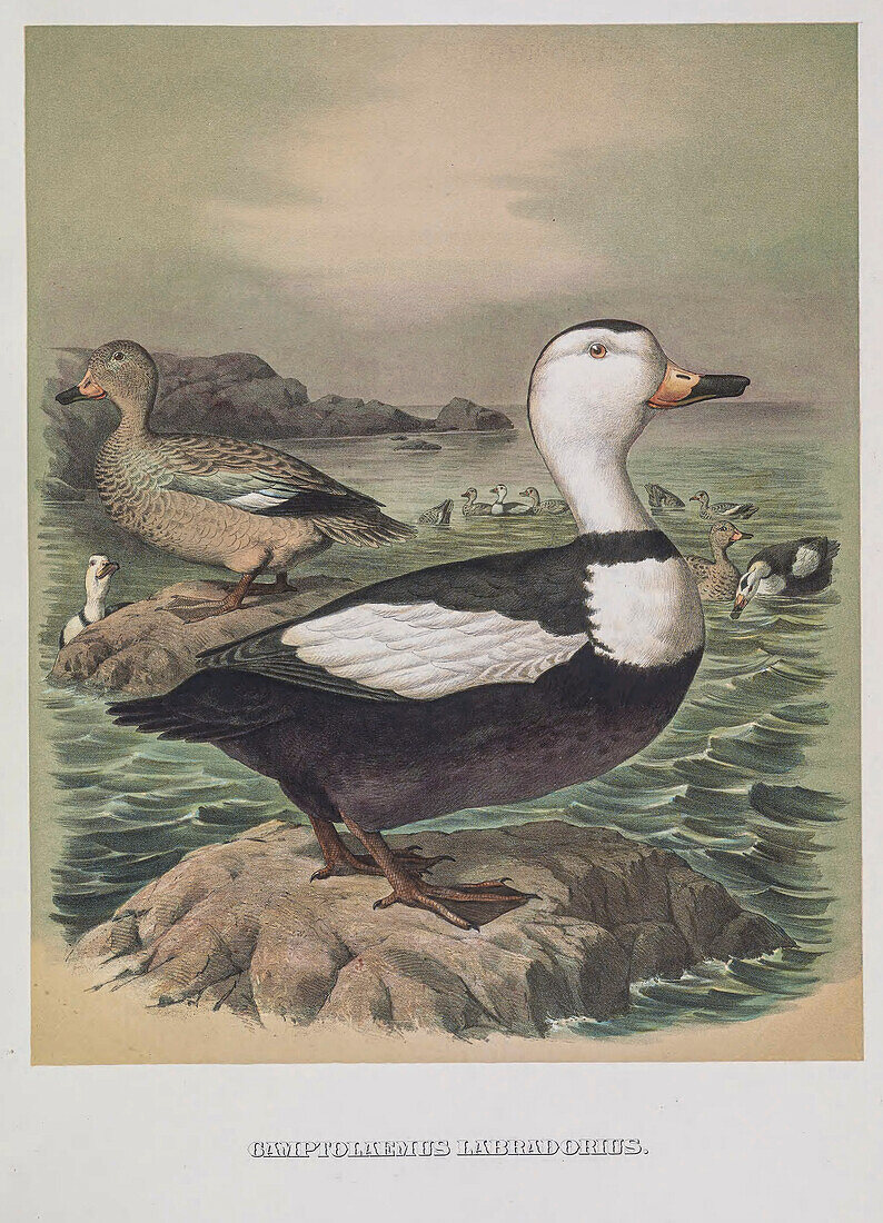 Labrador duck, 19th century illustration