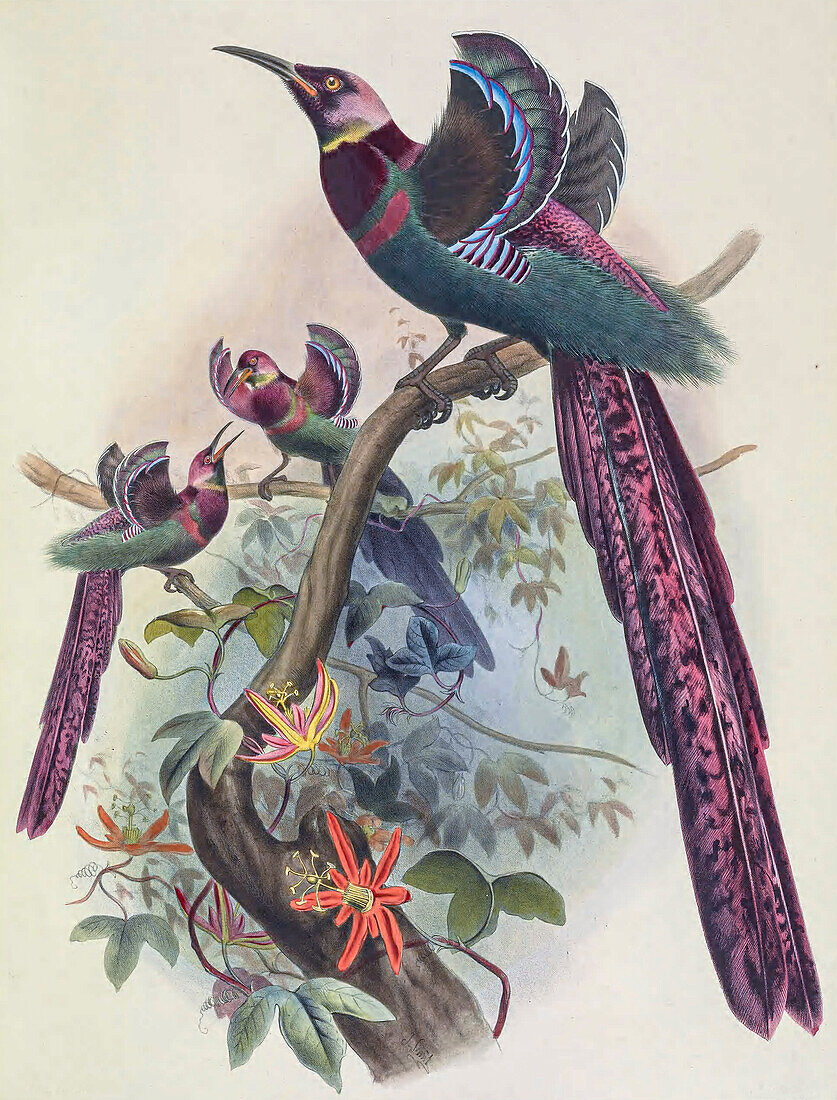 Elliot's bird-of-paradise, 19th century illustration