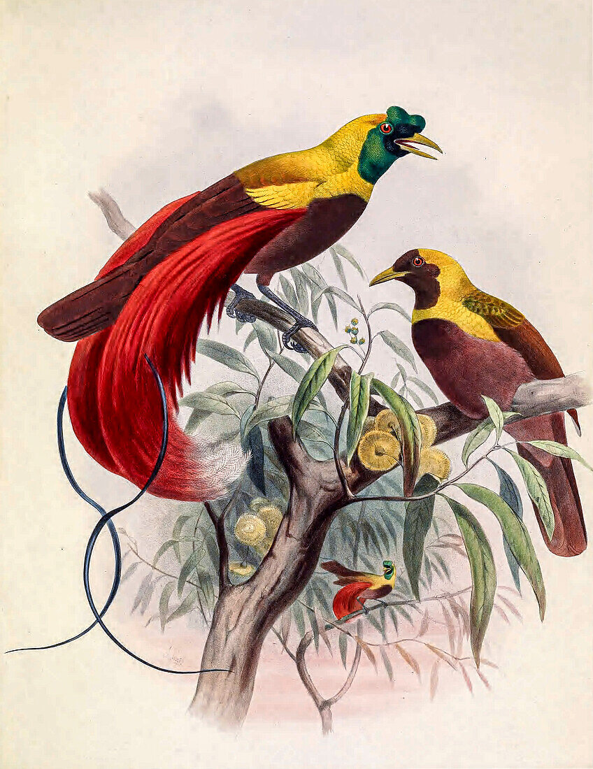 Red bird-of-paradise, 19th century illustration