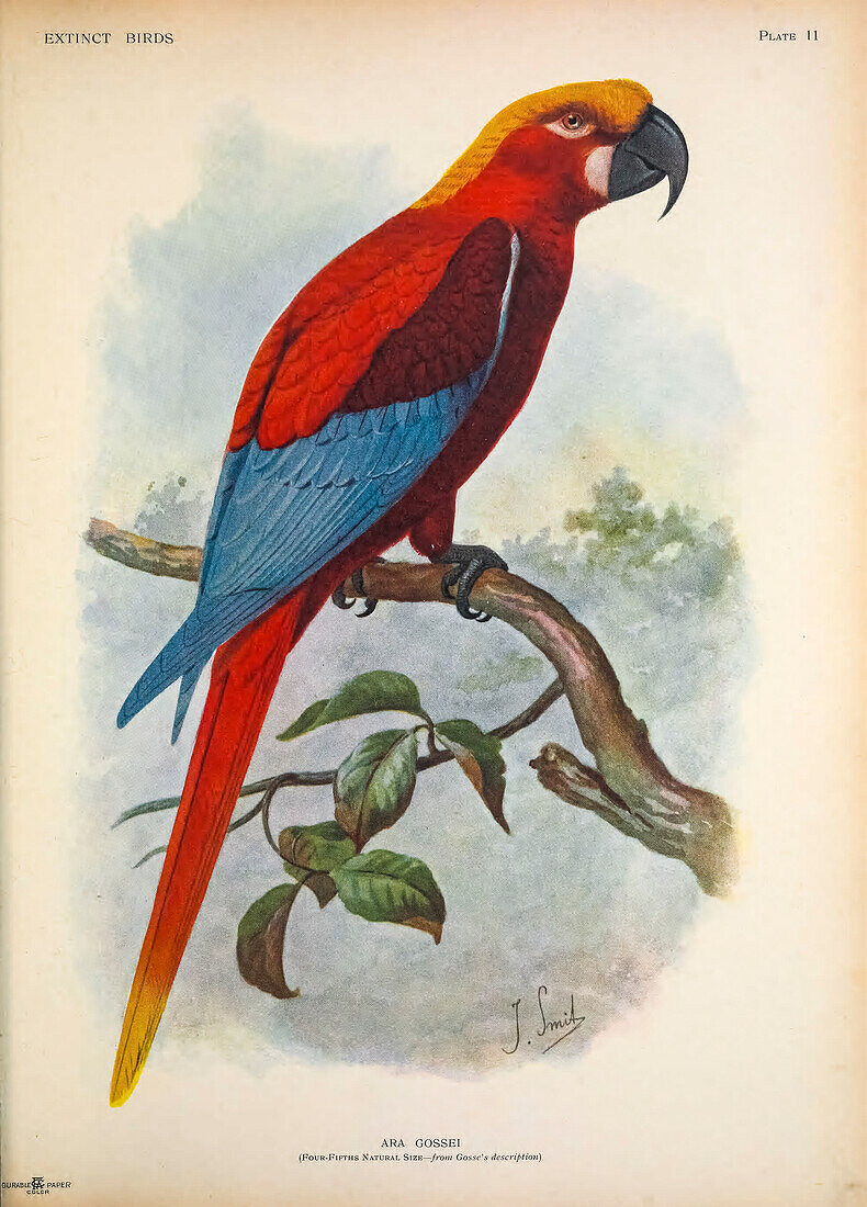 Jamaican red macaw, illustration