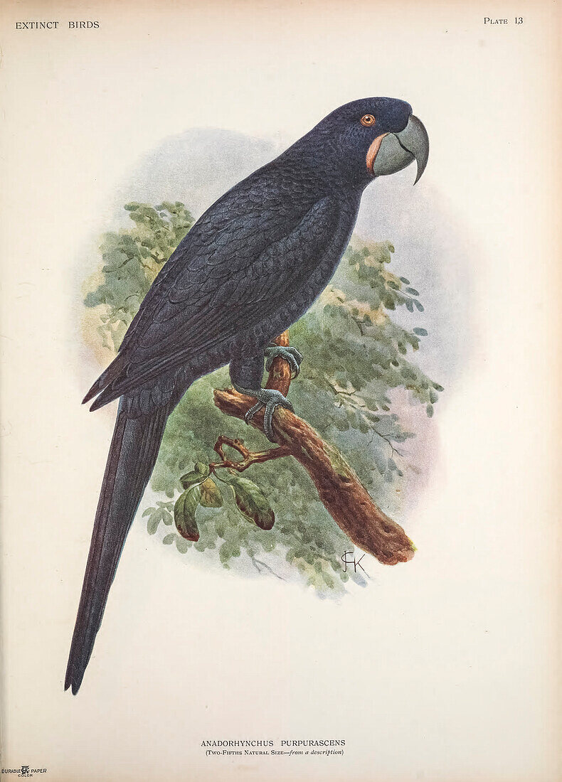 Violet macaw, illustration