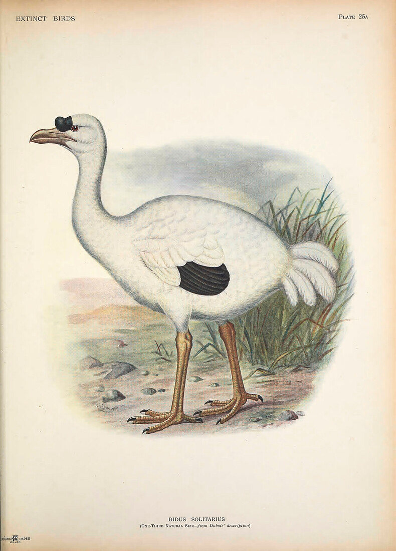 Rodrigues solitaire, illustration