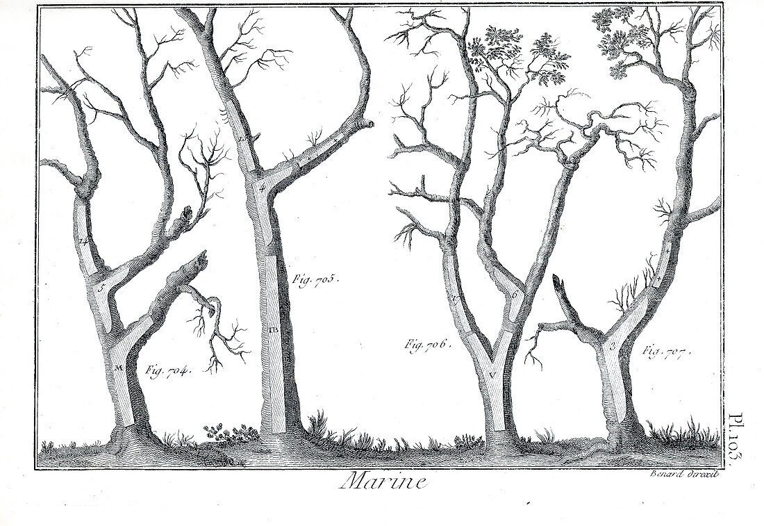 Growing trees for ship building, illustration