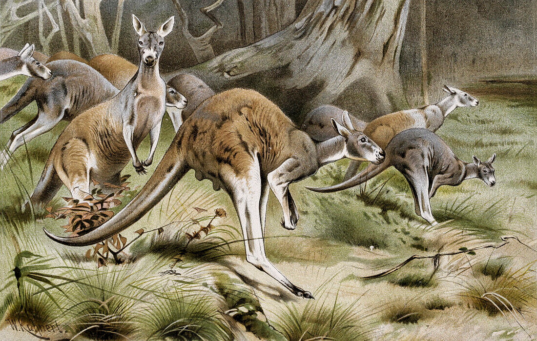 Red kangaroo, 19th century illustration