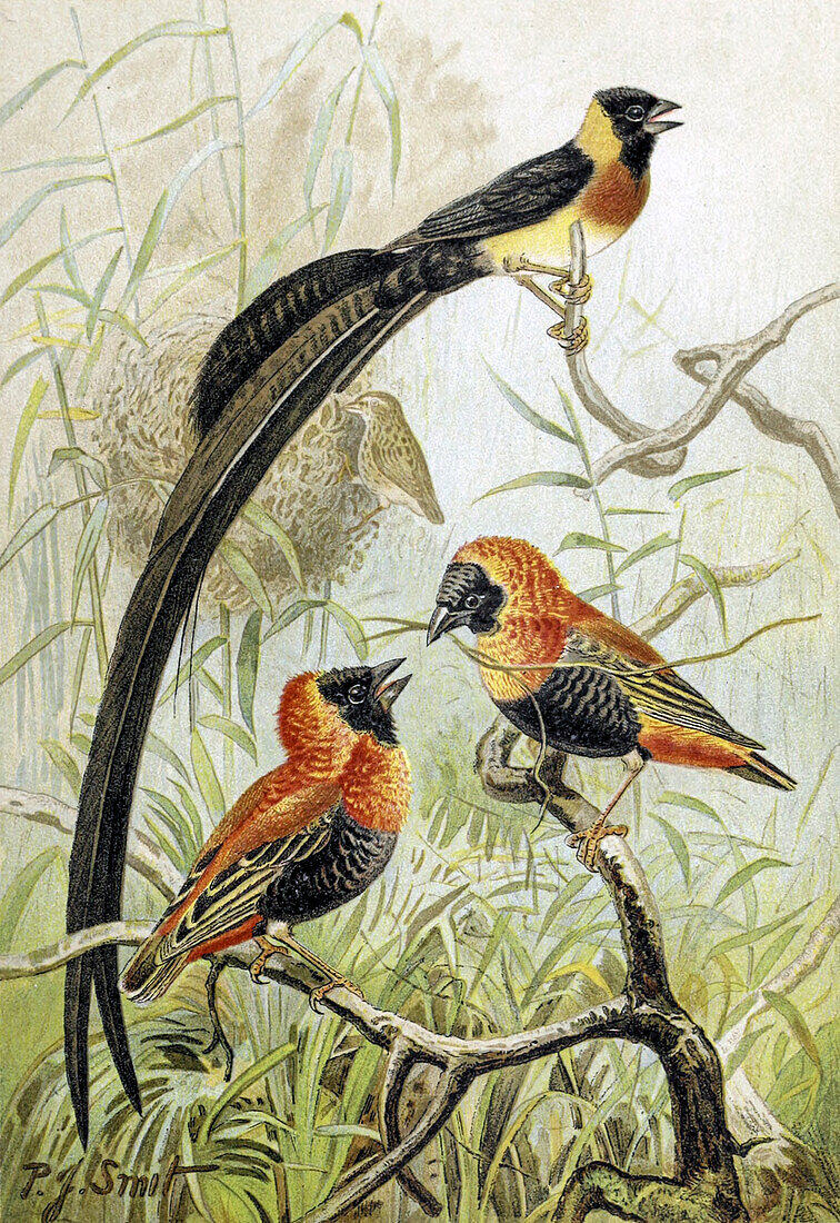Weaver birds, 19th century illustration