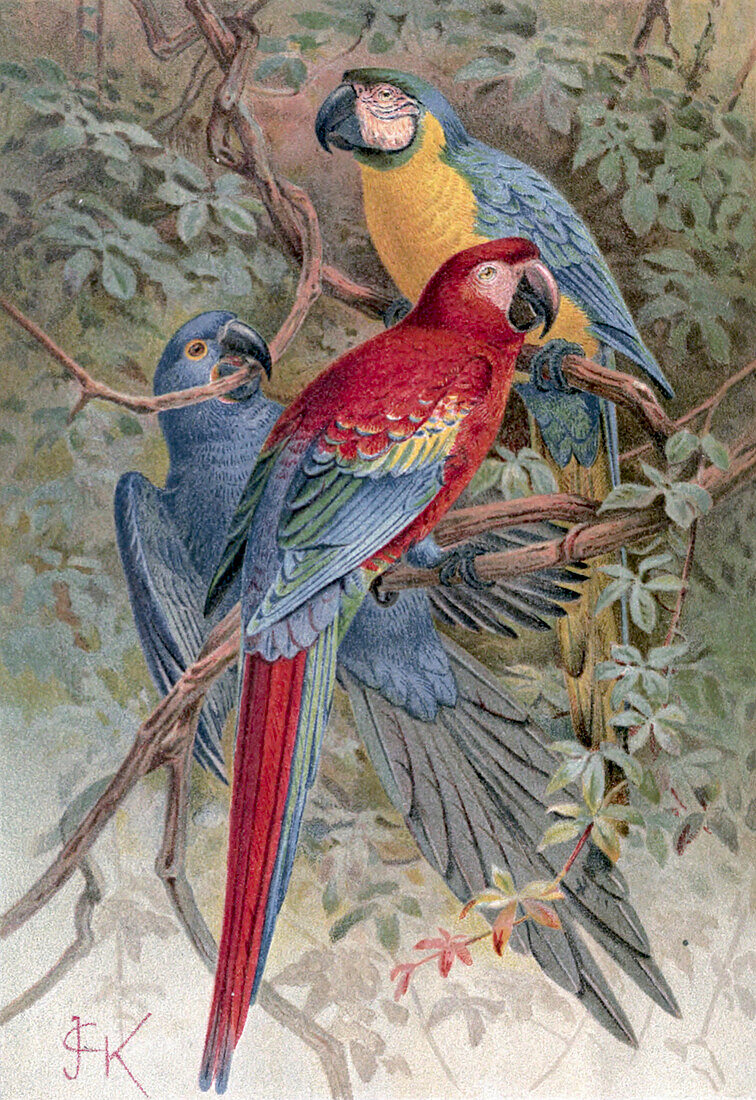 Macaws, 19th century illustration
