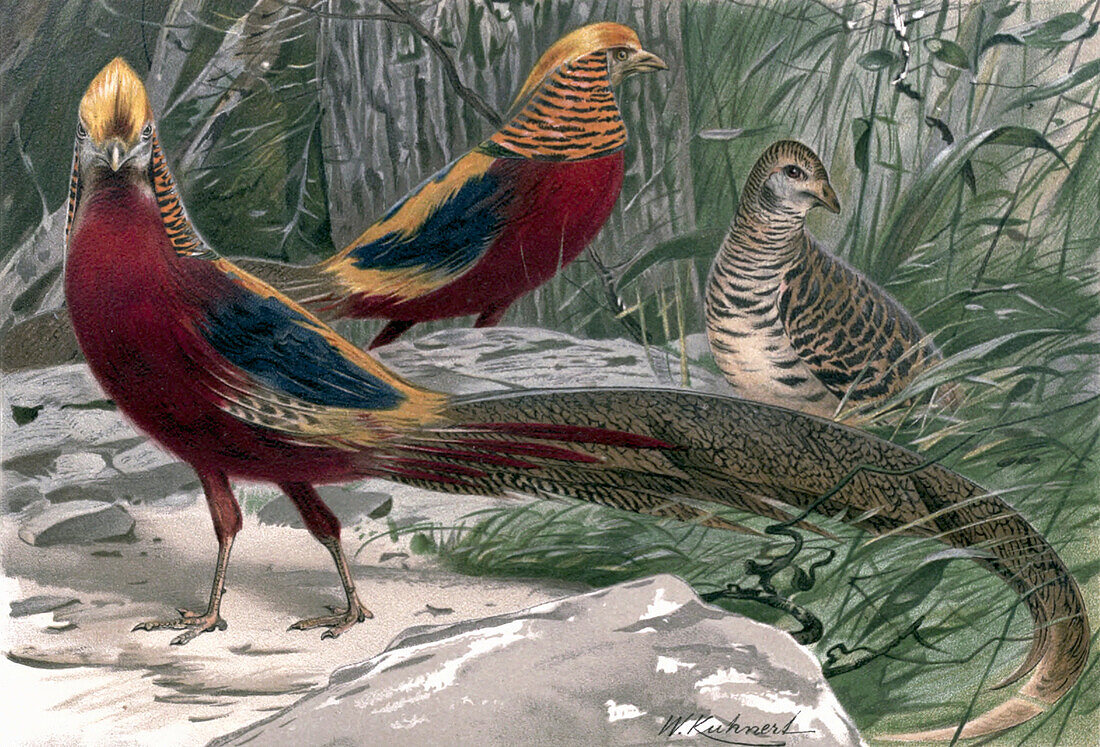 Golden pheasant, 19th century illustration
