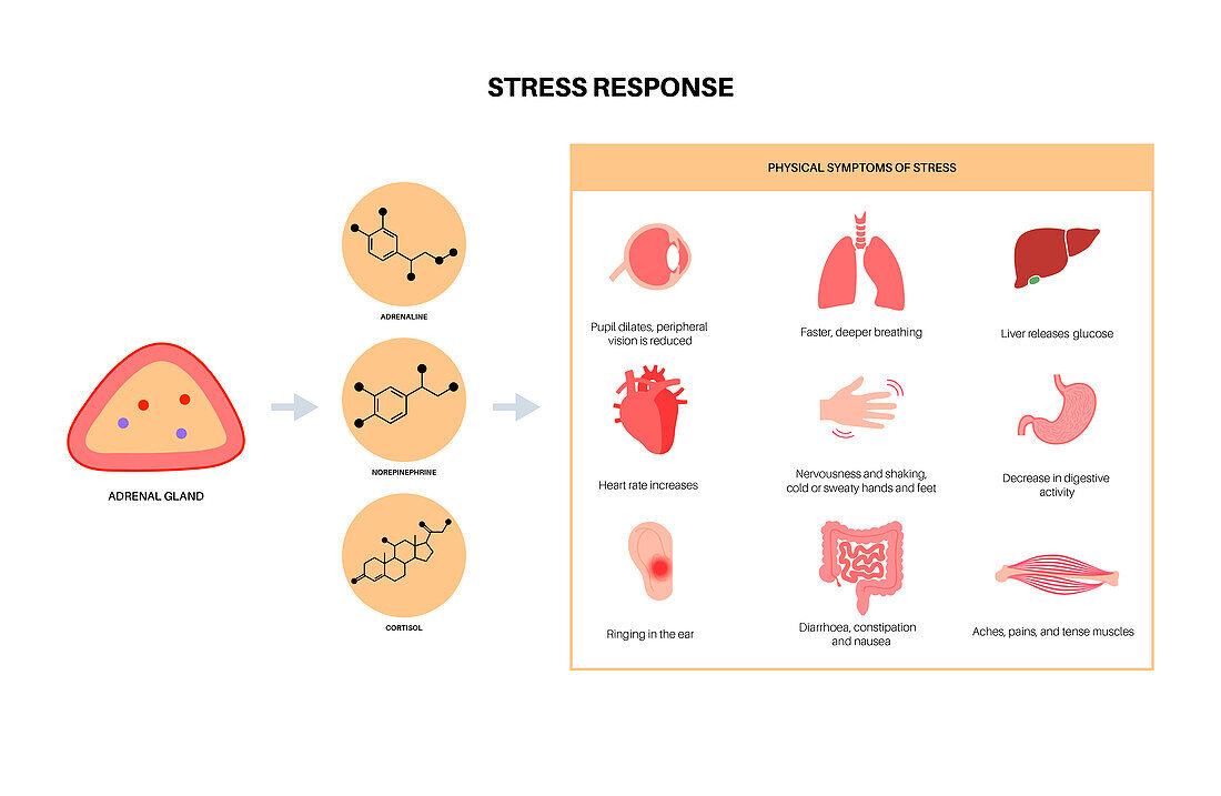 Stress response, illustration