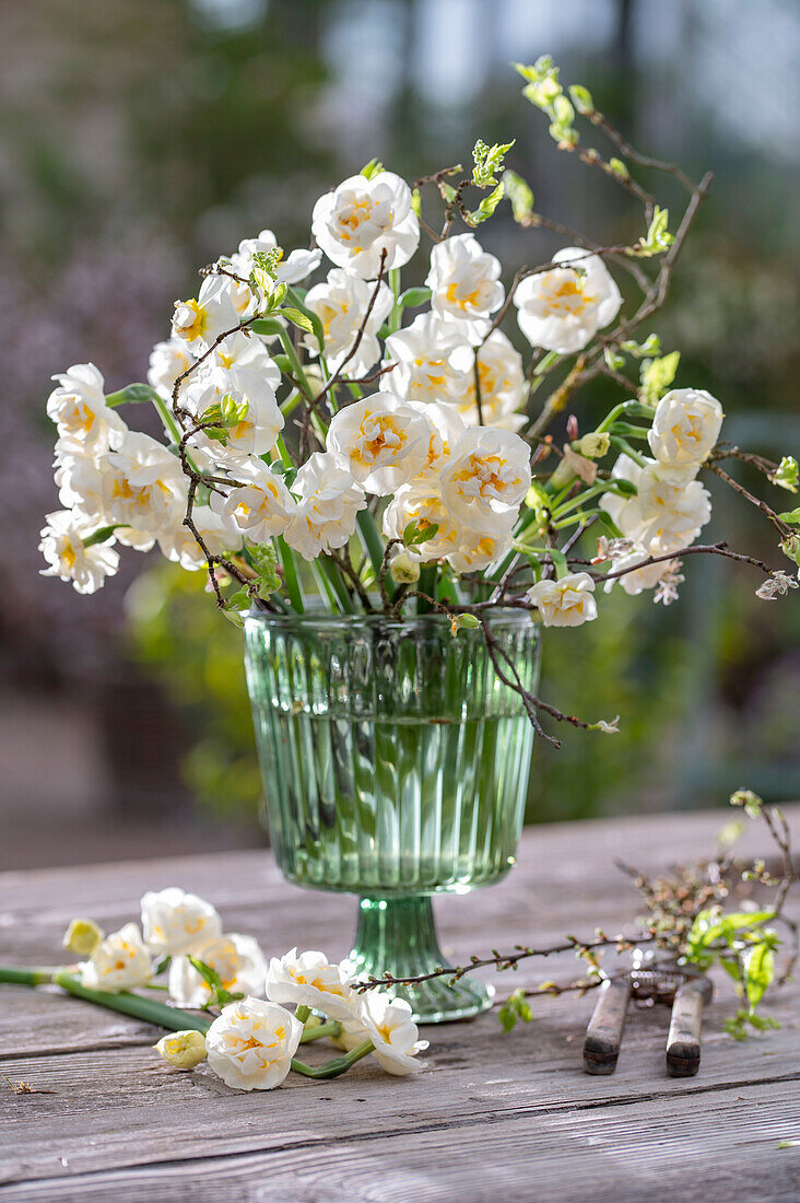 Daffodils (Narcissus) 'Bridal Crown', feverfew (Tanacetum) 'Aureum' as a bouquet in a glass vase