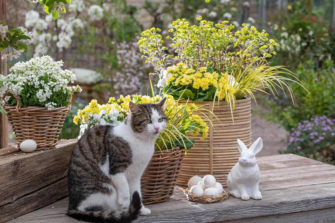 Primeln 'Goldie', Kalmus 'Ogon', Gänsekresse 'Alabaster', Wolfsmilch 'Ascot Rainbow', Hornveilchen in Blumenkörben mit Ostereiern und Hasenfigur auf der Terrasse neben Katze