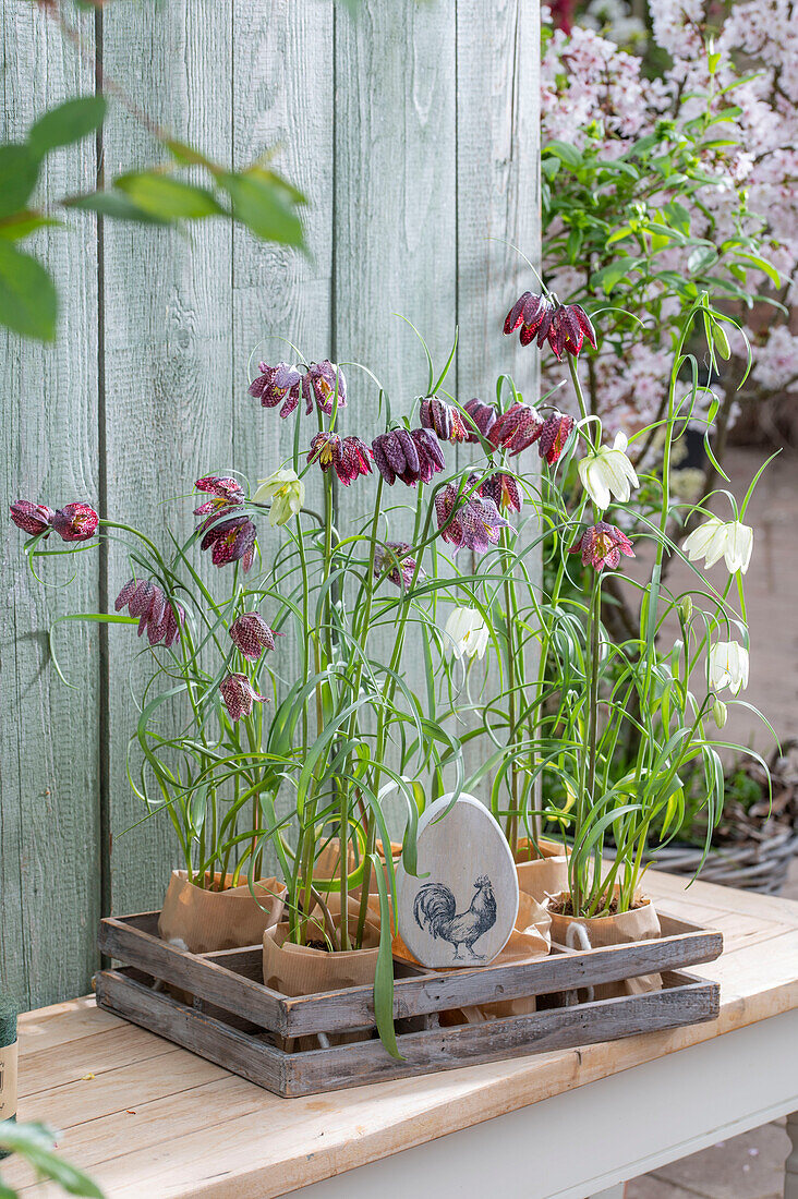 Checkerboard flower (Fritillaria meleagris), young plants in small pots with Easter decorations in a wooden box on the patio
