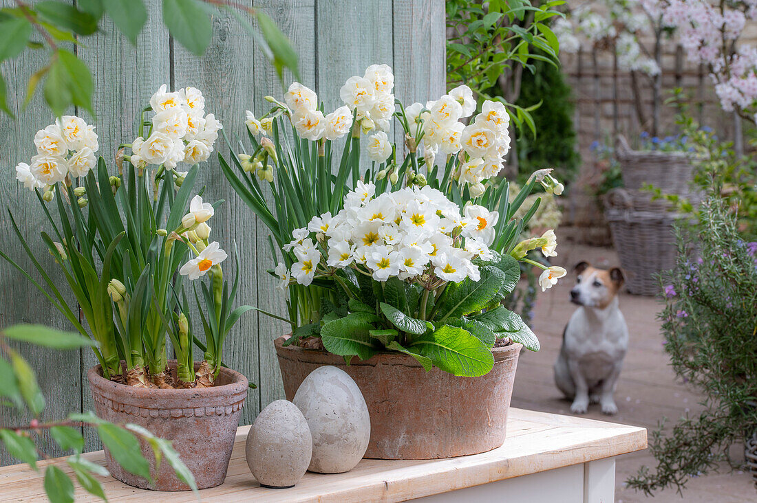 Narzissen (Narcissus) 'Bridal Crown' und 'Geranium', Primel (Primula) in Töpfen, Ostereier und Hund auf der Terrasse